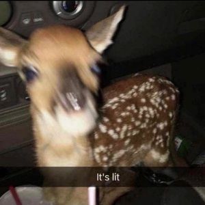 Meet your Posher, Nolen